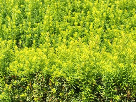 Hedge fence in modern garden.  Small green leaves on a thick bush in the garden