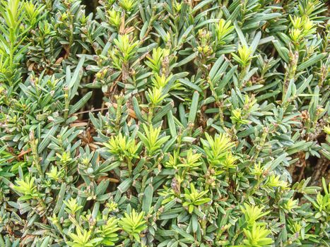 Hedge of evergreen plant with ownership separation function. Popular lush hedge of evergreen plant with separation function