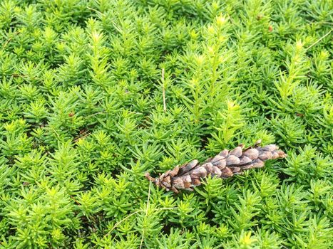 Green hedge of thuja trees. Green hedge of the tui tree, Evergreen boxwood on a blurred green background. Nature and botany