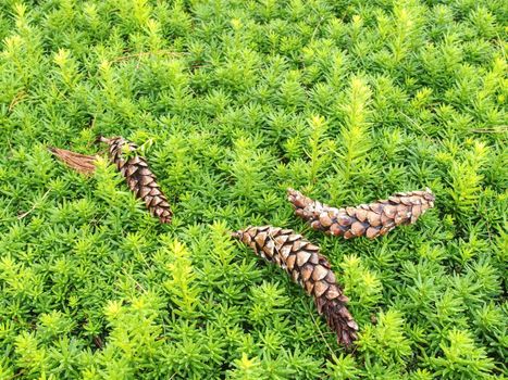 Boxwood on a blurred green background. Nature and botany, natural evergreen plants for garden decoration.