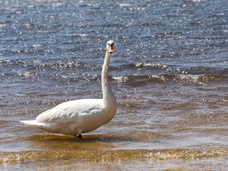 Wild fat swan feeding close to lake bank. White wild swan 