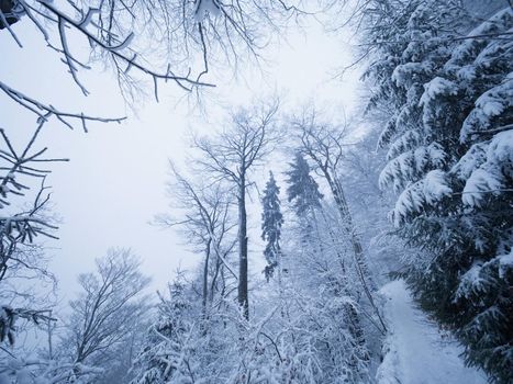 Winter forest while snowing. Snowy trees in dark and misty  winter park. Evening walking trail. 