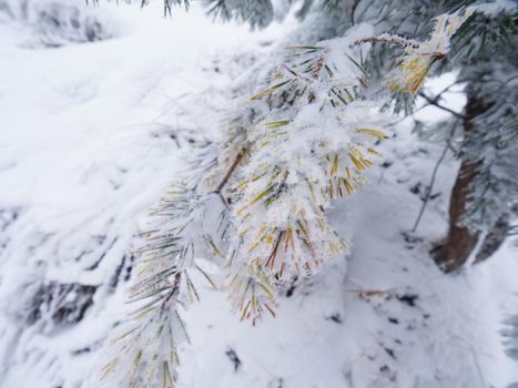 Winter forest while snowing. Snowy trees in dark and misty  winter park. Evening walking trail. 