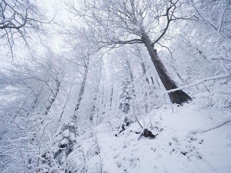 Winter forest while snowing. Snowy trees in dark and misty  winter park. Evening walking trail. 