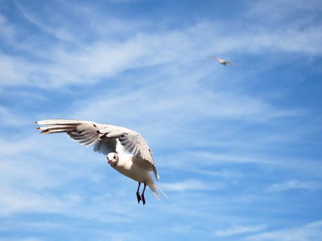 Sea gull in blue sky. Wild seagull bird flies and looking into camera. Blue sky over the sea.