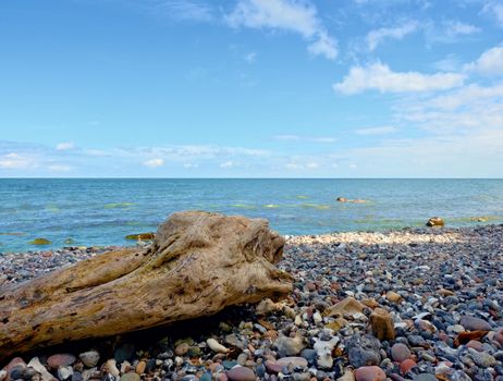 Blue sky above sea water level. Lonely fallen tree on empty stony coastline. Death tree.