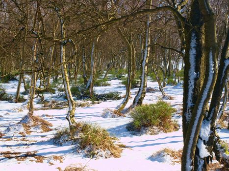 Early cold and misty morning at hoarfrost  grass on the mountain, view over frozen grass and boulders to trees and hill.