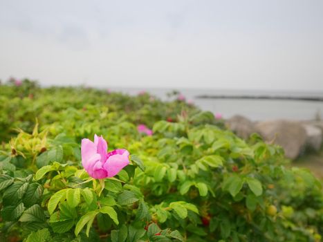 Dog roses in blossom. Warm sunny summer day. Rocky shores at the sea in sunset light. 