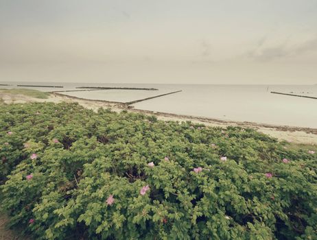 Stony beach with blooming wild roses. The seaside green bush, low clouds at horizon
