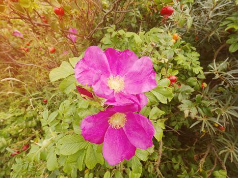 Dog roses in blossom. Warm sunny summer day. Rocky shores at the sea in sunset light. 