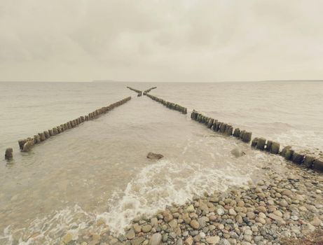 The row of old wooden piles as  breakwater in front of the stony beach,  typical at the baltic sea