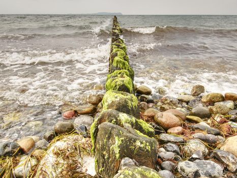 The row of old wooden piles as  breakwater in front of the stony beach,  typical at the baltic sea