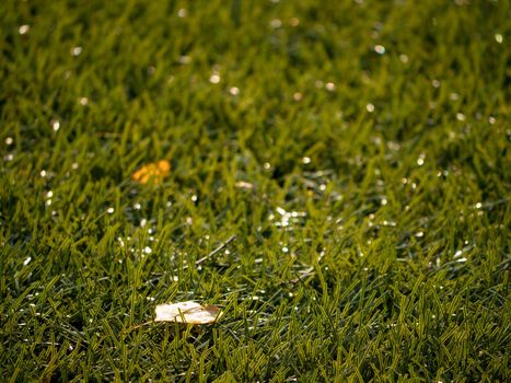 Raw rubber of  Winter Soccer  Turf . Closeup view of artificial grass field on football playground. Plastic pieces, leaves, grass and finely ground black rubber. 