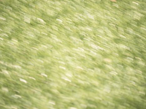 Defocused grass for background. Blurred and de focused fresh  green stalks leaves