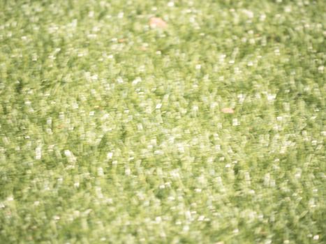 Defocused grass for background. Blurred and de focused fresh  green stalks leaves