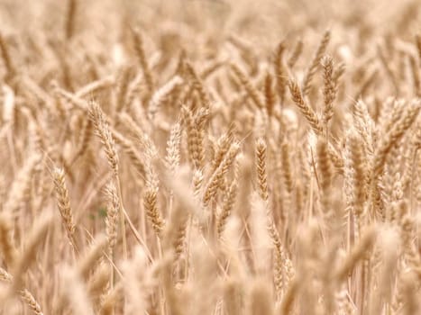 Selective focus onweed in  wheat field, golden grain of wheat lit by sunlight 