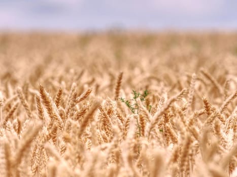 Selective focus onweed in  wheat field, golden grain of wheat lit by sunlight 