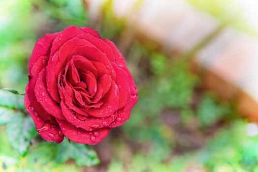 Close-up red rose blooming on the branch in the flower garden for background