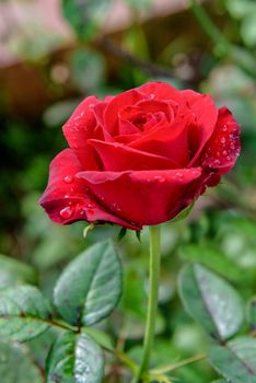 Close-up red rose blooming on the branch in the flower garden for background