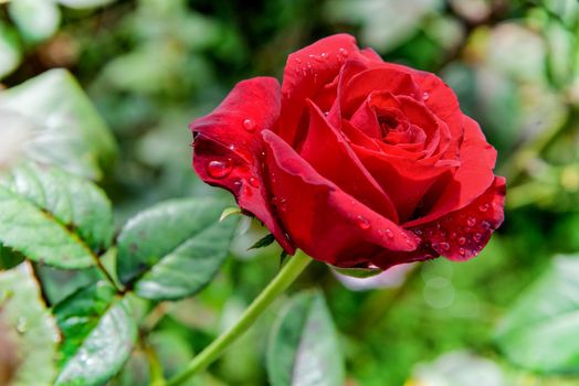 Close-up red rose blooming on the branch in the flower garden for background