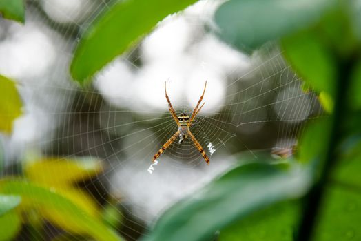 Female of Argiope Keyserlingi or St. Andrew's Cross Spider is a common species of orb-web spider are catching prey on the web in the forest of Thailand