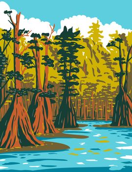 WPA poster art of baldcypress tree growing in the southern swamp of Apalachicola National Forest located in the Florida Panhandle in works project administration style or federal art project style.