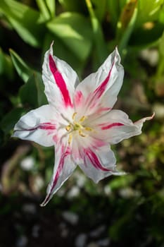 Beautiful colorful tulips flower in spring time garden