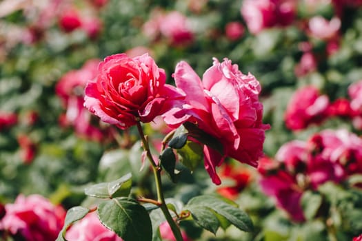 Two blooming beautiful colorful roses in the garden background