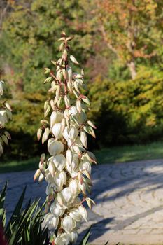 Blooming beautiful Yucca Flowers  flowers in view