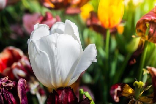 Beautiful colorful tulips flower in spring time garden