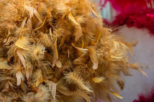 Beautiful bird feathers for decorative purposes