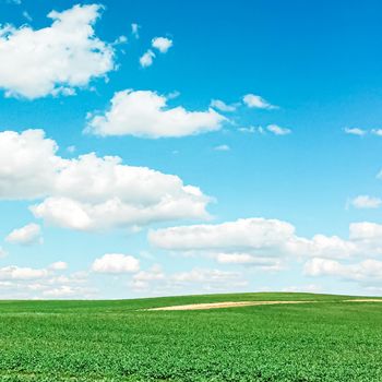 Green field and blue sky with clouds, beautiful meadow as nature and environmental background.