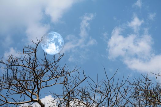 full Blue moon back silhouette soft cloud dry branck tree on sky, Elements of this image furnished by NASA