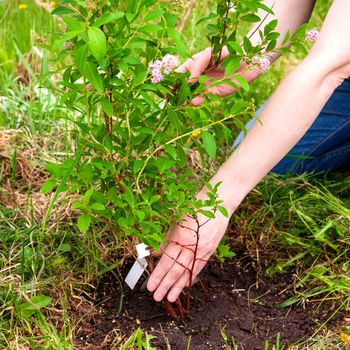 Gardener planting a sapling of spirea to the soil