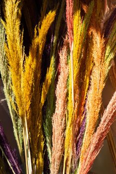 Dried dyed colorful  flower for doceration purposes