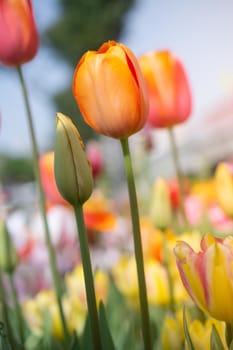 Beautiful colorful tulips flower in spring time garden