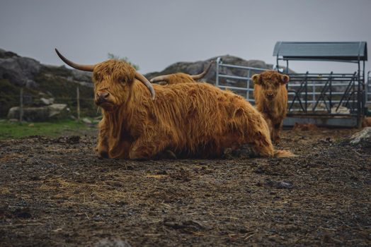 Highland cattle in southern part of Norway, in the mountains