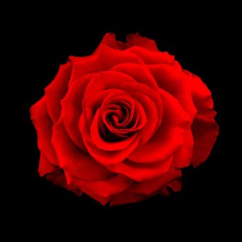 Macro shot of a single red rose