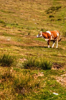 Cow standing and grazing on grassy field, sunny day