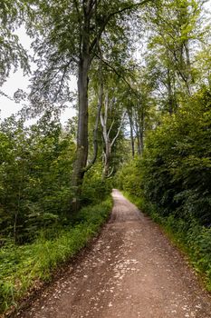 Long mountain trail in forest in Walbrzych Mountains at cloudy day