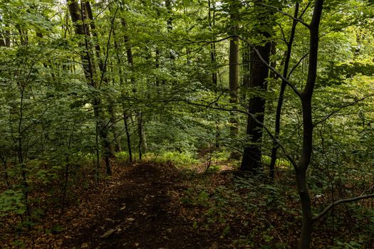 Long mountain trail in forest in Walbrzych Mountains at cloudy day