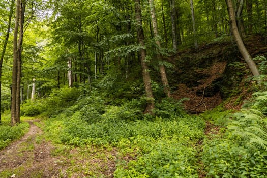 Glades and old trees in forest next to mountain trail in Walbrzych Mountains