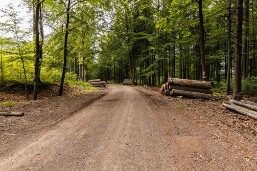 Long mountain trail in forest in Walbrzych Mountains at cloudy day