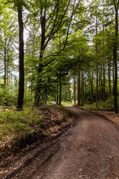 Long mountain trail in forest in Walbrzych Mountains at cloudy day