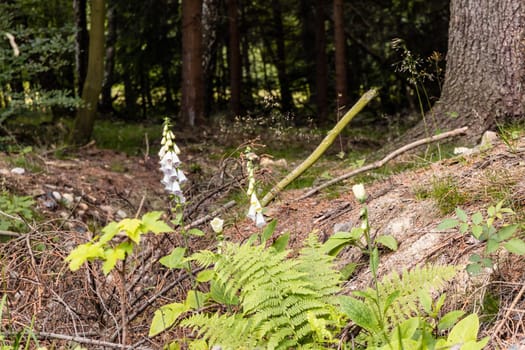 Small white flowers next to trees and mountain trail