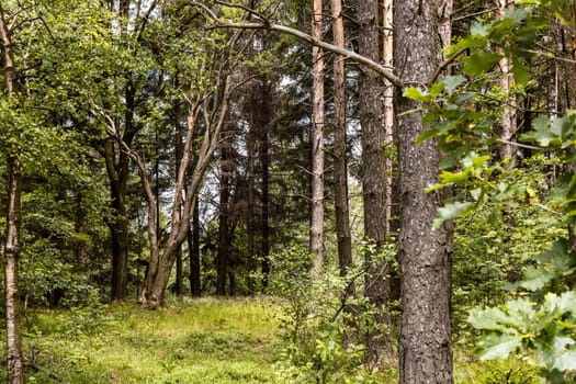 Glades and old trees in forest next to mountain trail in Walbrzych Mountains