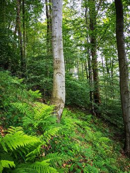 Alone tree with cutted eye shape in forest