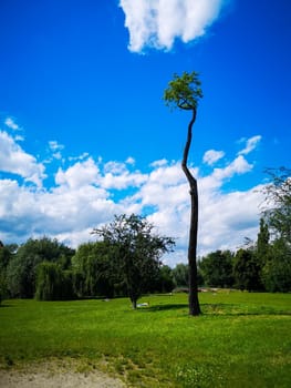 Alone high thin tree on small glade in park