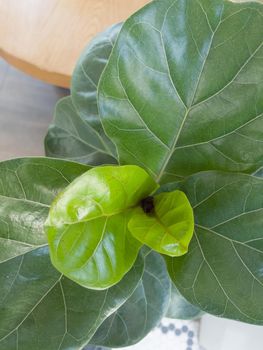 Top view of fiddle leaf fig , stock photo
