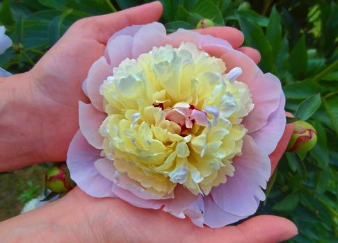 Peony blossom in woman palms. Woman gardener holding a peony in her hands